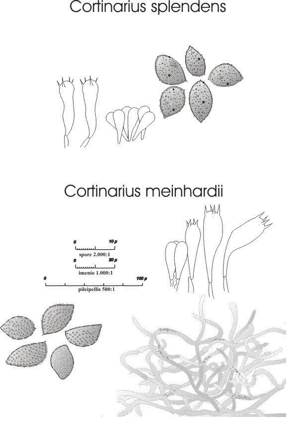 Cortinarius splendens v. C. meinhardii
